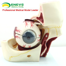 EYE03 (12527) Modelo de anatomia médica 10 partes 3x Olho de vida com modelo de órbita